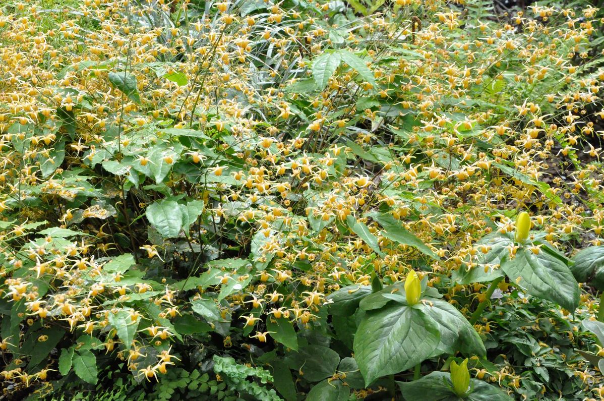 Epimedium 'Amber Queen'